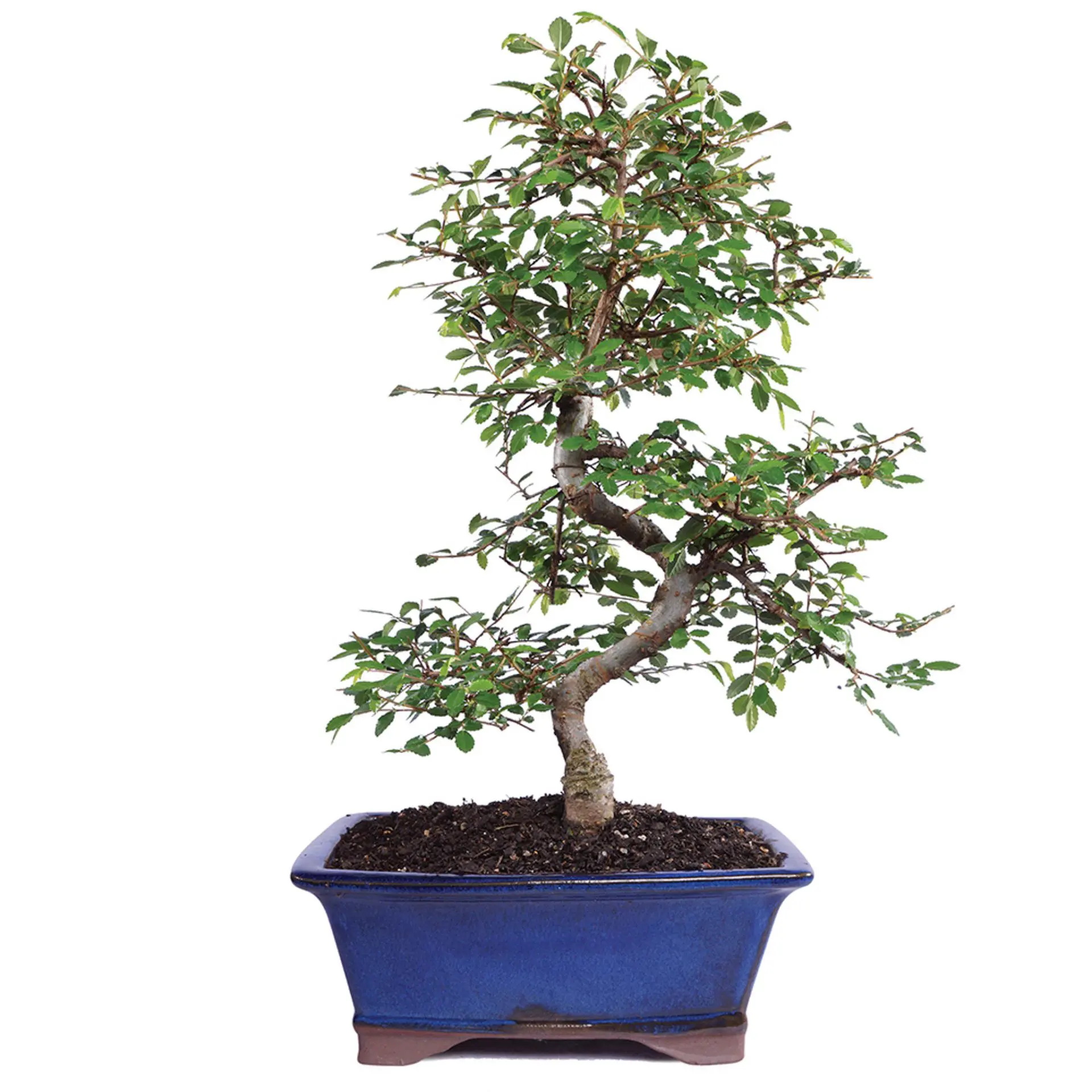 Chinese Elm Medium Outdoor Bonsai 1