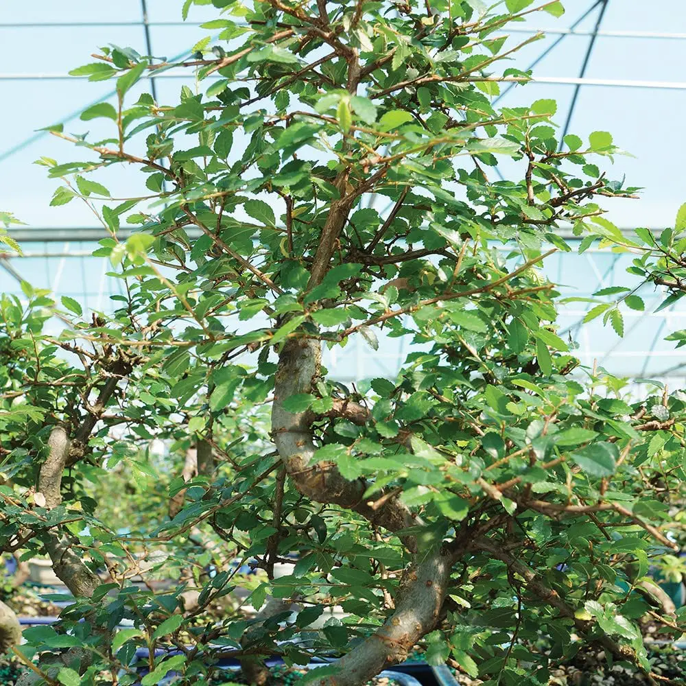 Chinese Elm Medium Outdoor Bonsai 5