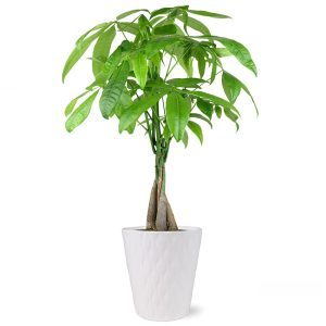 Money Tree Plant Bonsai