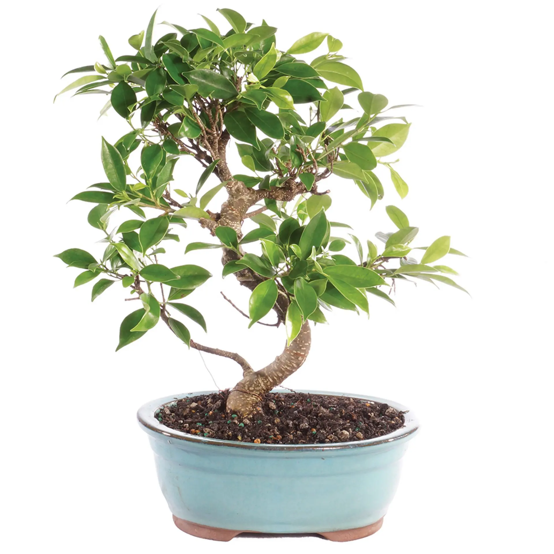 golden gate ficus medium indoor bonsai 1