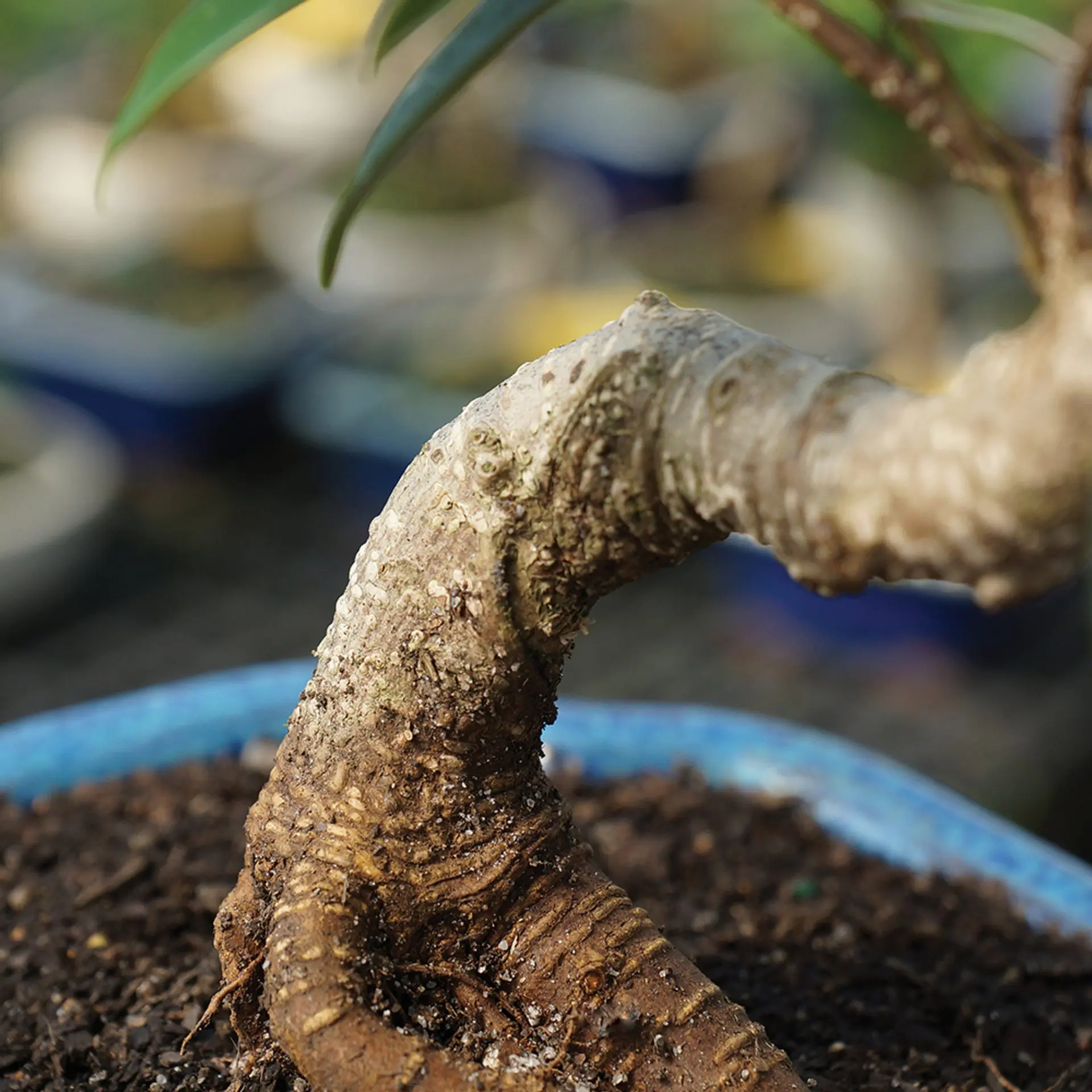 golden gate ficus medium indoor bonsai 2