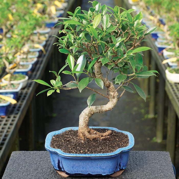 golden-gate-ficus-medium-indoor-bonsai
