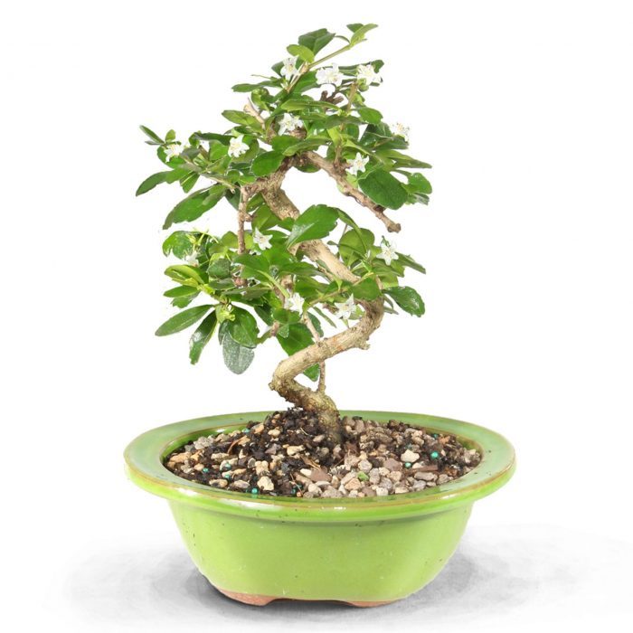 live-fukien-tea-indoor-bonsai-tree