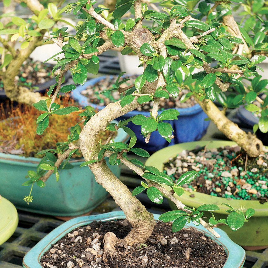 live fukien tea indoor bonsai tree 2