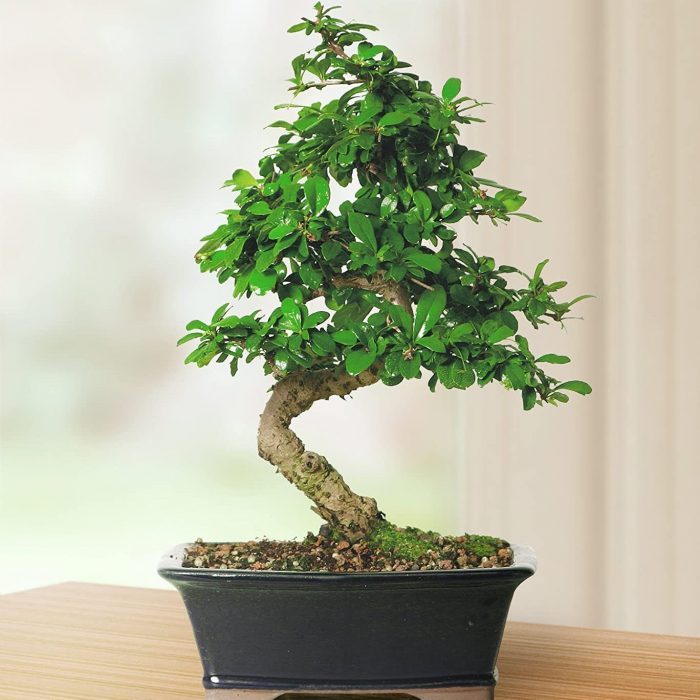 live-fukien-tea-indoor-bonsai-tree
