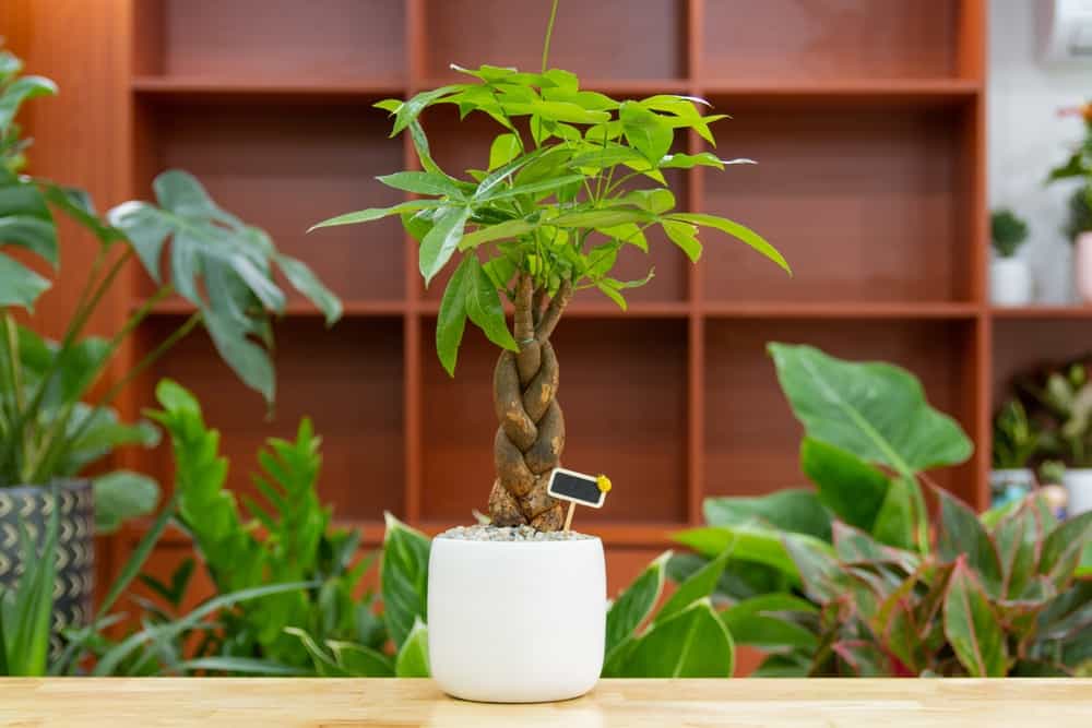 money-tree-plant-bonsai