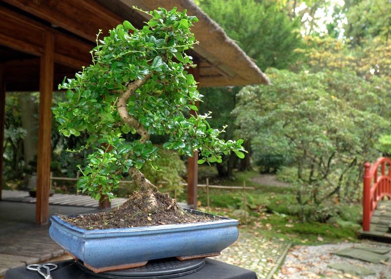 fukien-tea-bonsai