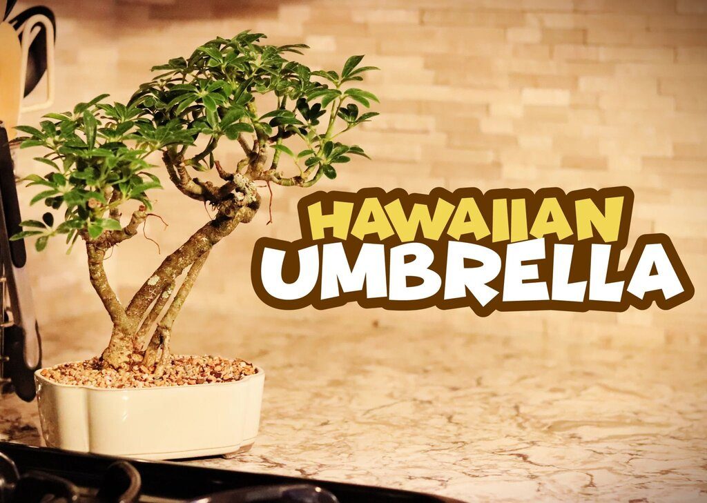 Hawaiian-Umbrella-Bonsai