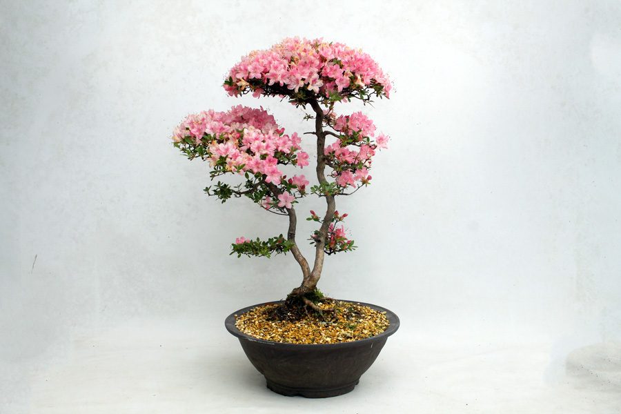 satsuki-azalea-bonsai