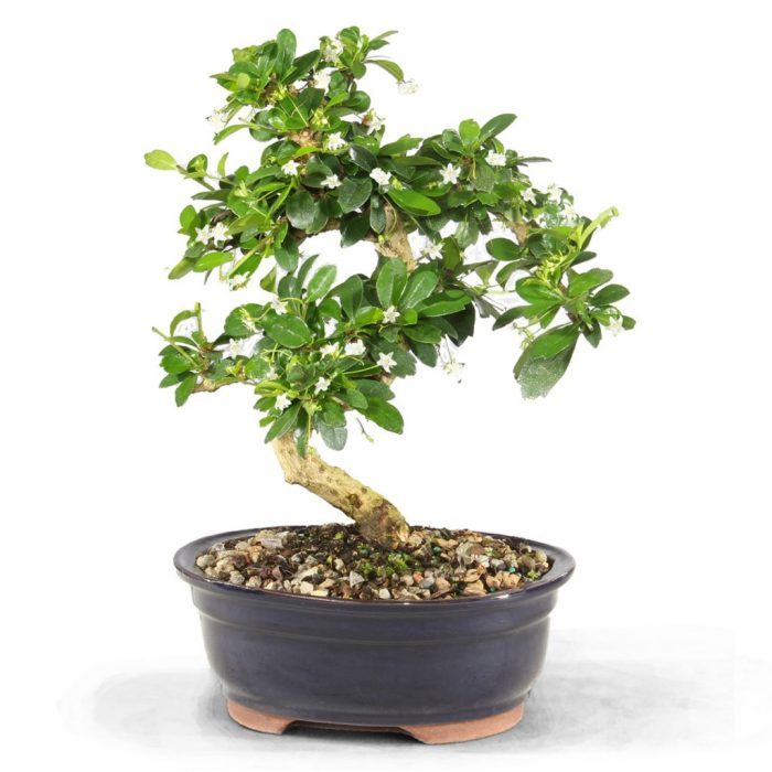 fukien tea bonsai tree