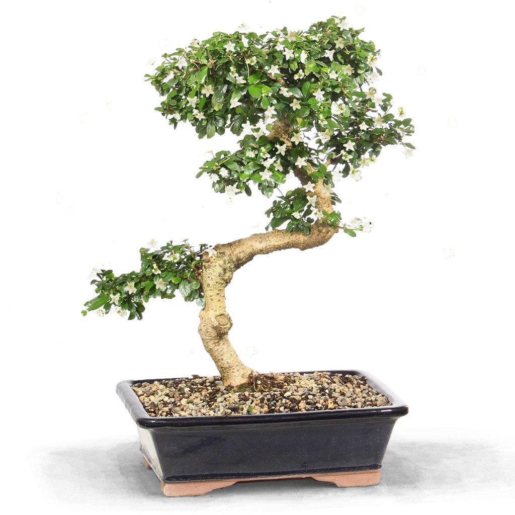 Indoor Bonsai Trees Archives - Prime Bonsai