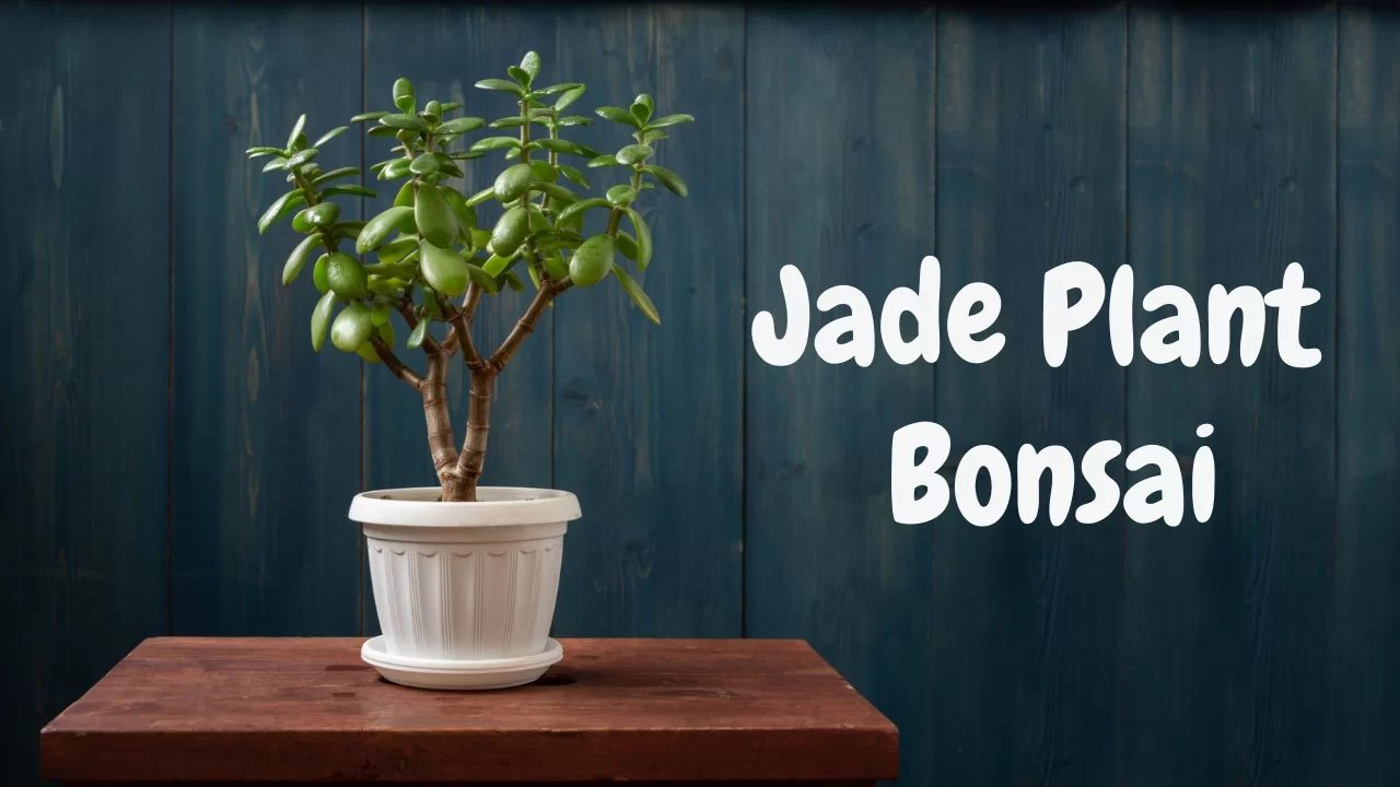 Jade-Plant-Bonsai