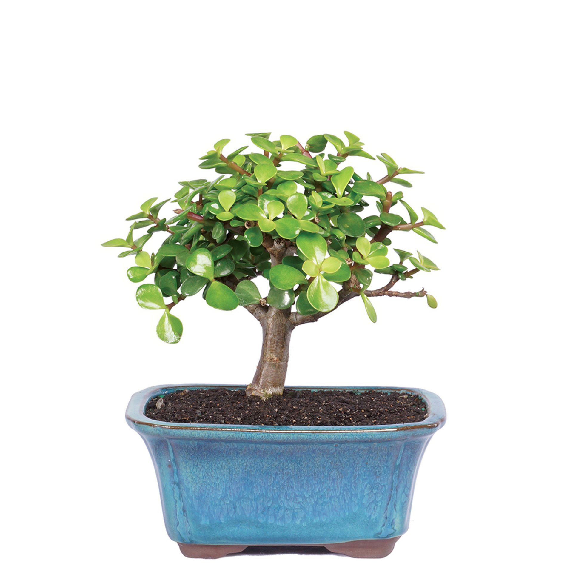 dwarf-jade-small-indoor-bonsai-dt9016dj__70935