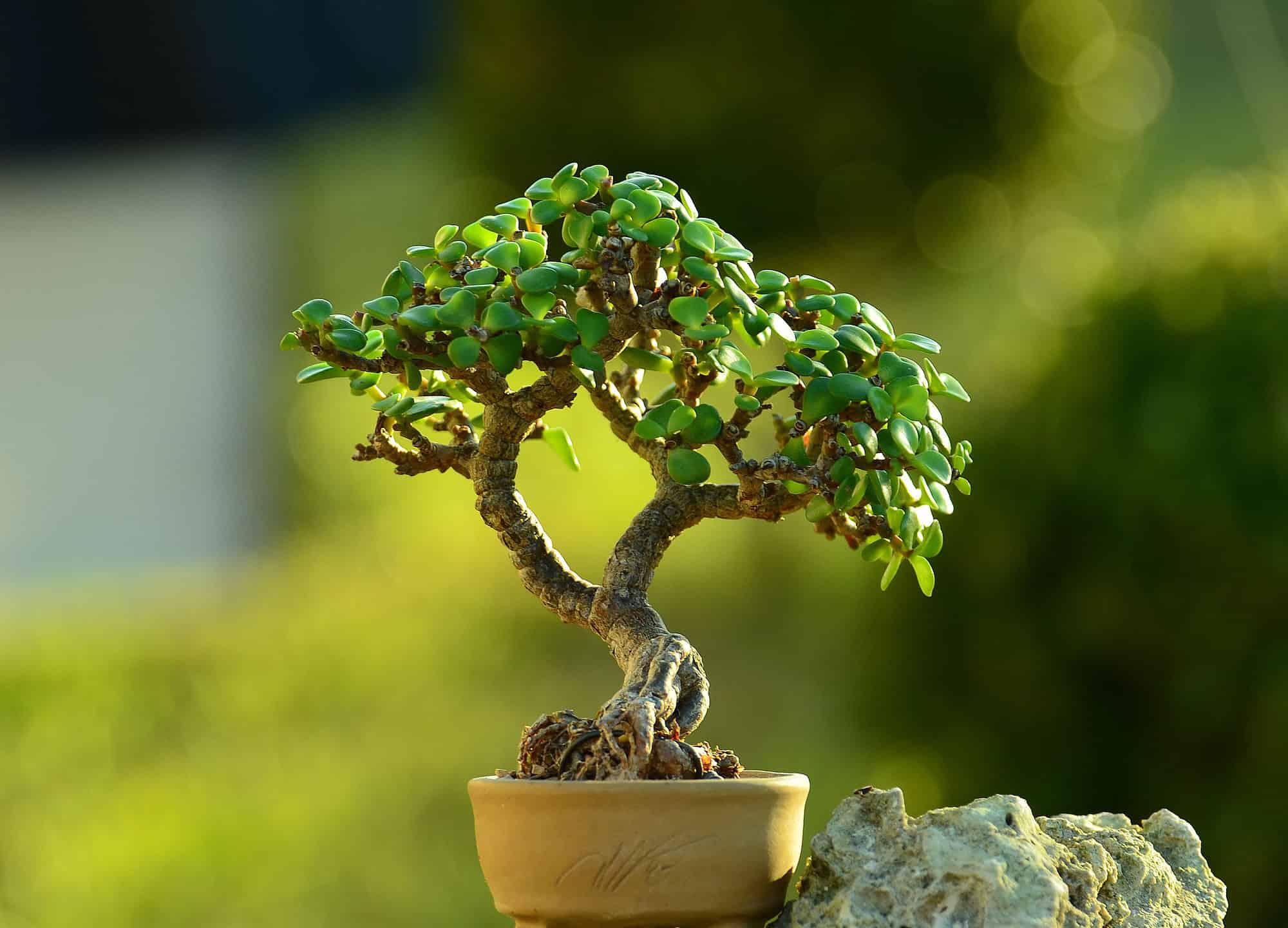 jade-plant-bonsai