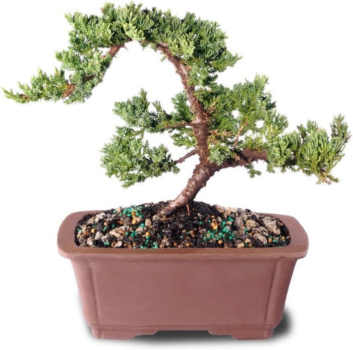 green mound juniper bonsai