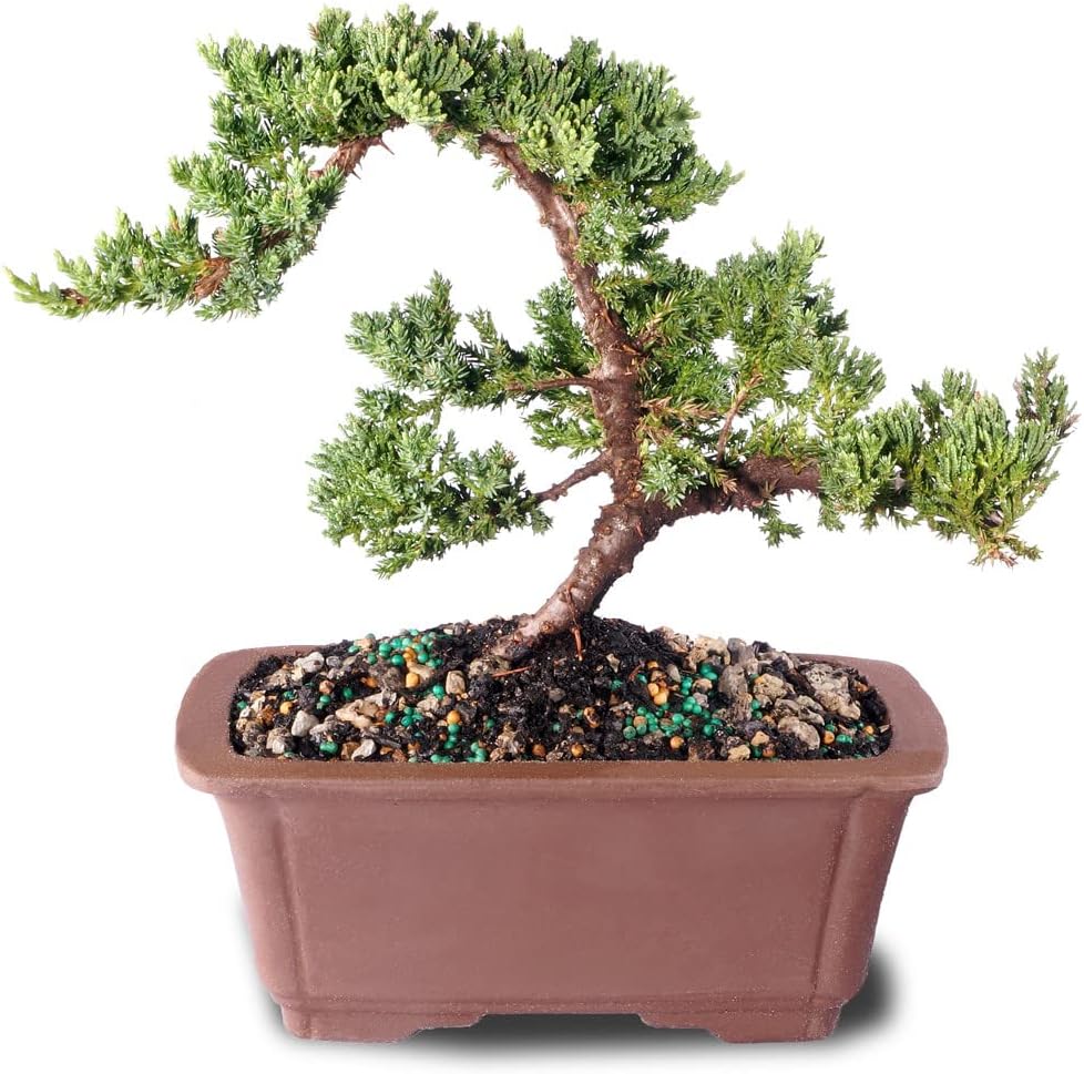 juniper-mound-bonsai-1
