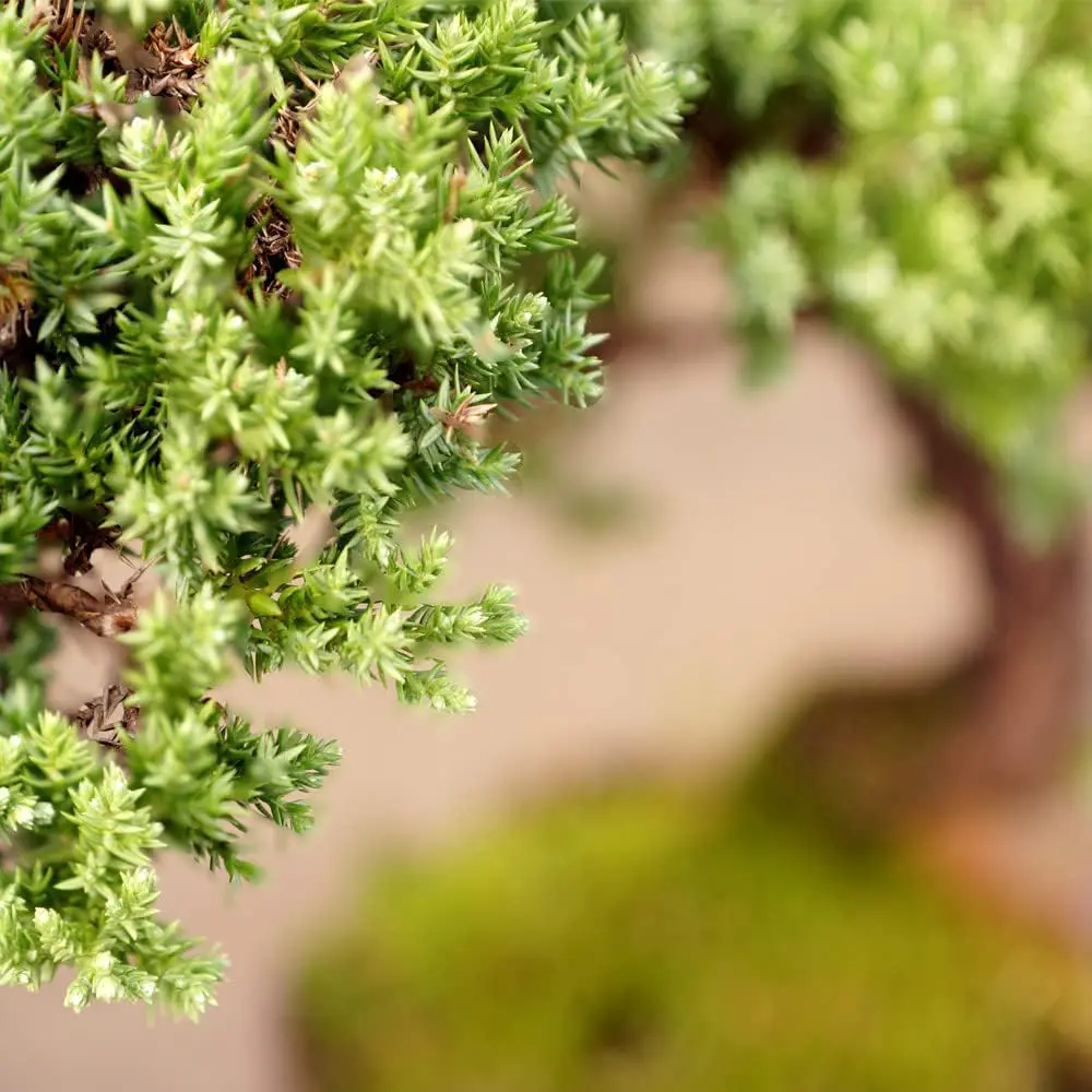 juniper-mound-bonsai-2