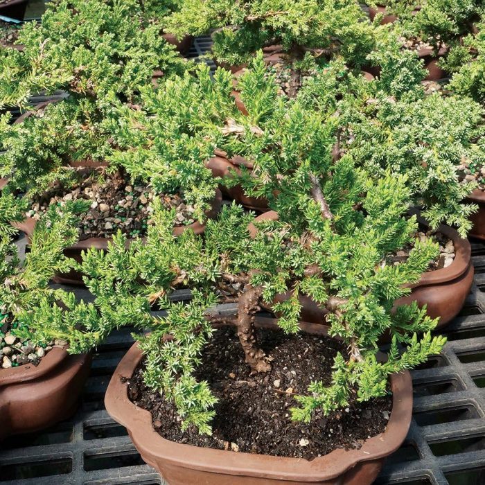 green mound juniper bonsai