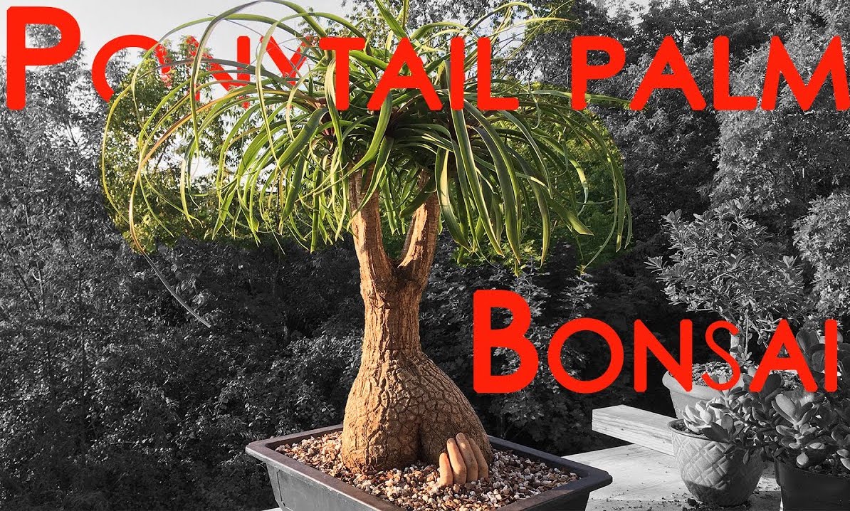 Beaucarnea-Recurvata-ponytail-palm-tree
