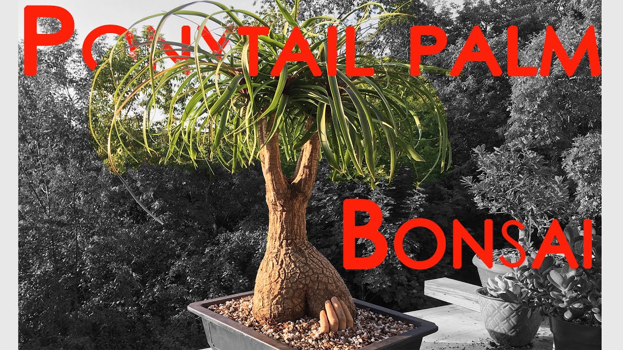 ponytail palm for sale