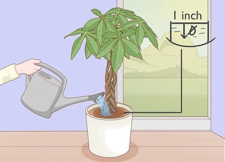 money-tree-plant-care
