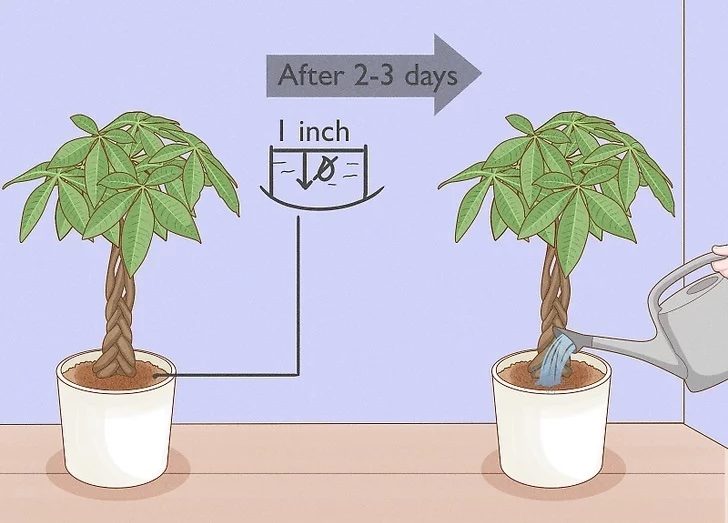 money-tree-bonsai-watering