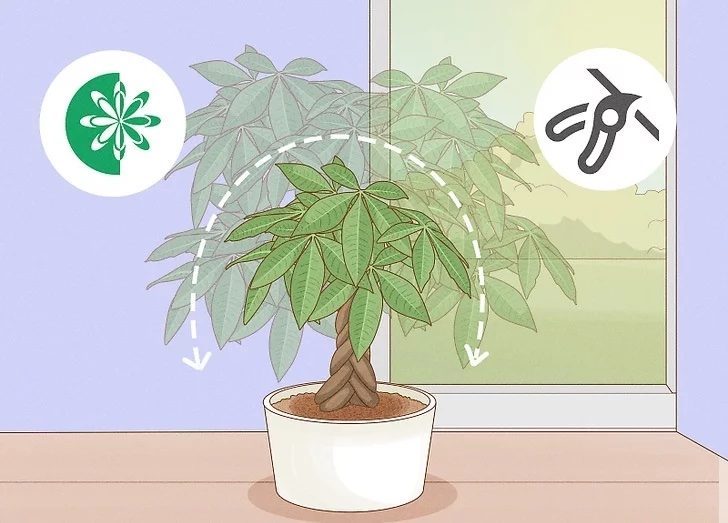 Care-for-a-Money-Tree