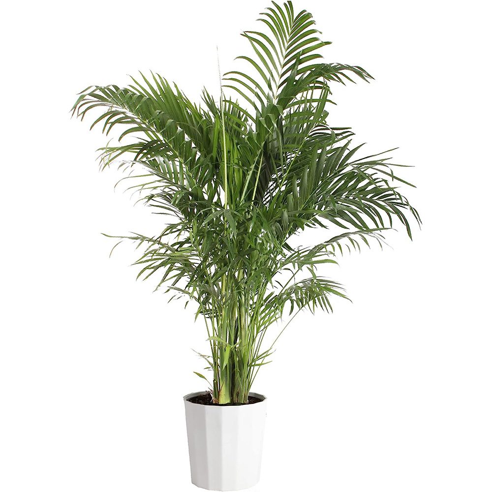 Cat Palm houseplant 1