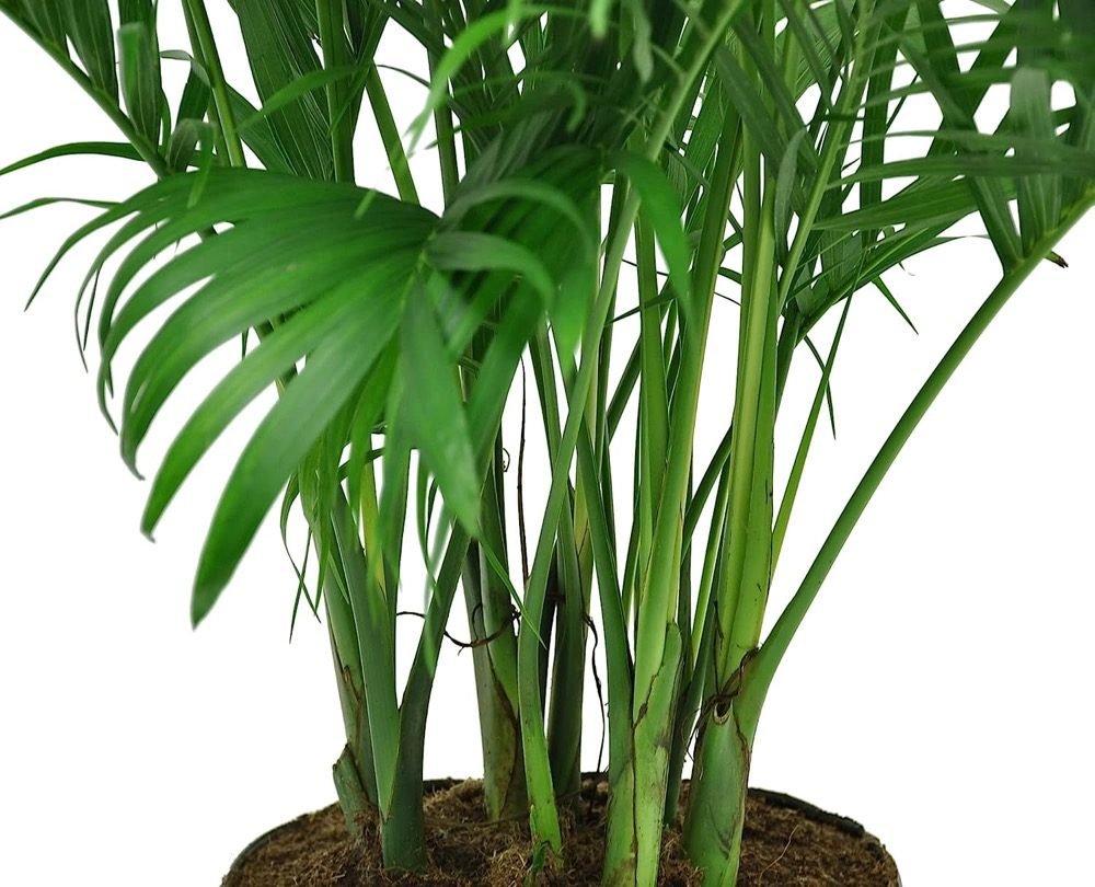 Cat Palm houseplant 5