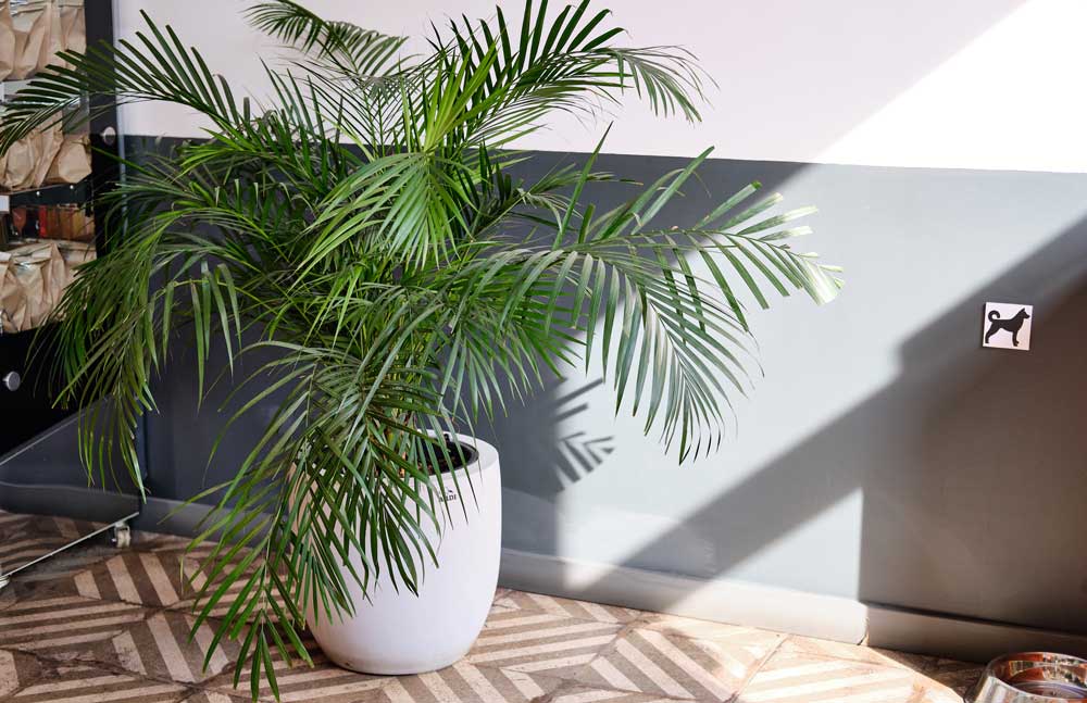 Cat-Palm-tree-bonsai