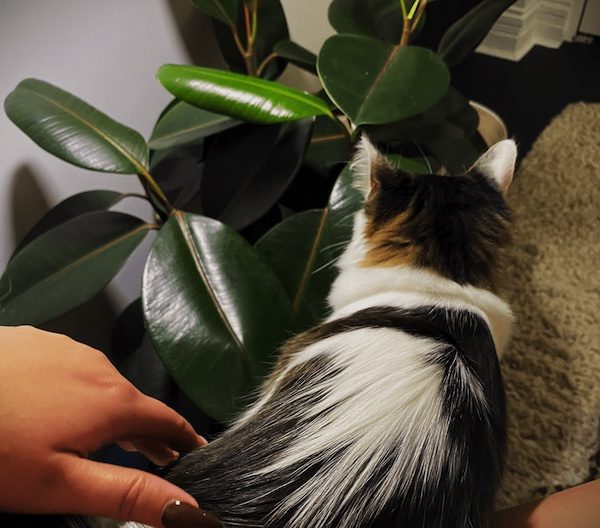 American rubber plant safe for cat
