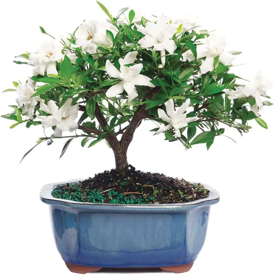 Flowering Gardenia Bonsai 1