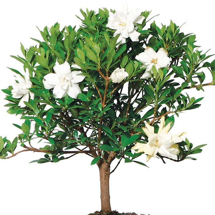 Flowering-Gardenia-Bonsai