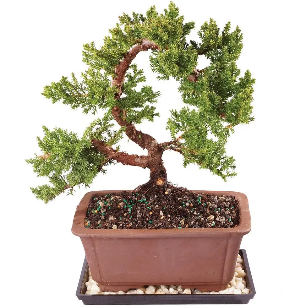 Green mound juniper 6 years 1