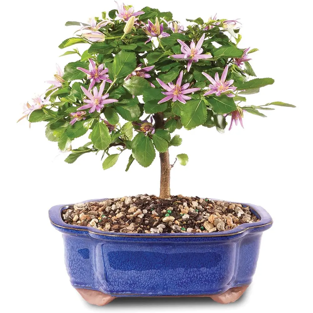 Grewia Lavender Star Bonsai 1