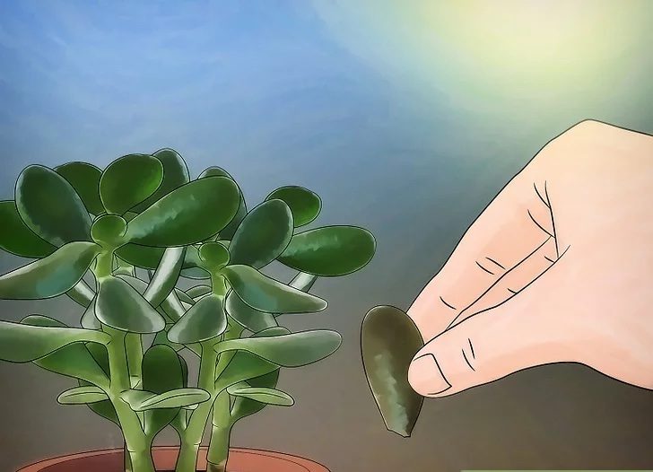 Jade-Plant-Care-Guide