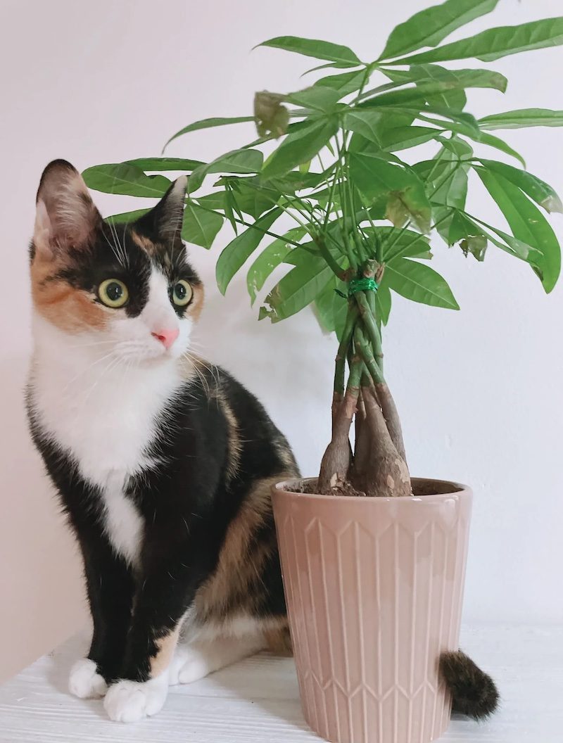 money-tree-plant-safe-for-cat