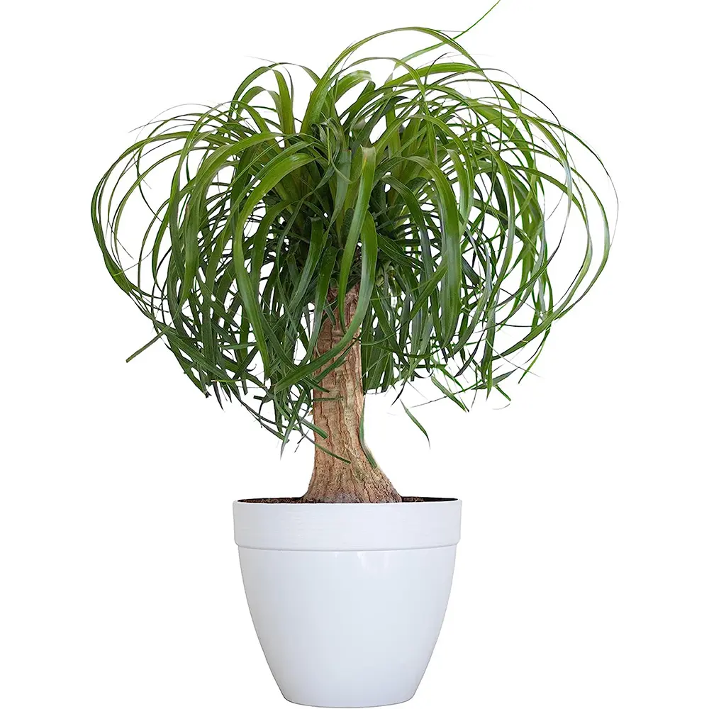 Ponytail Palm 1