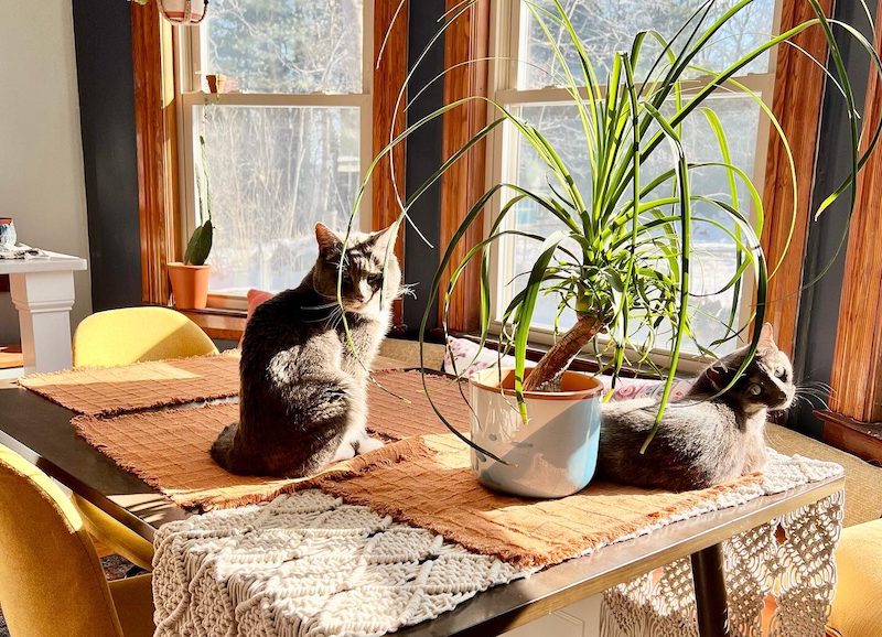 indoor plants safe for cats