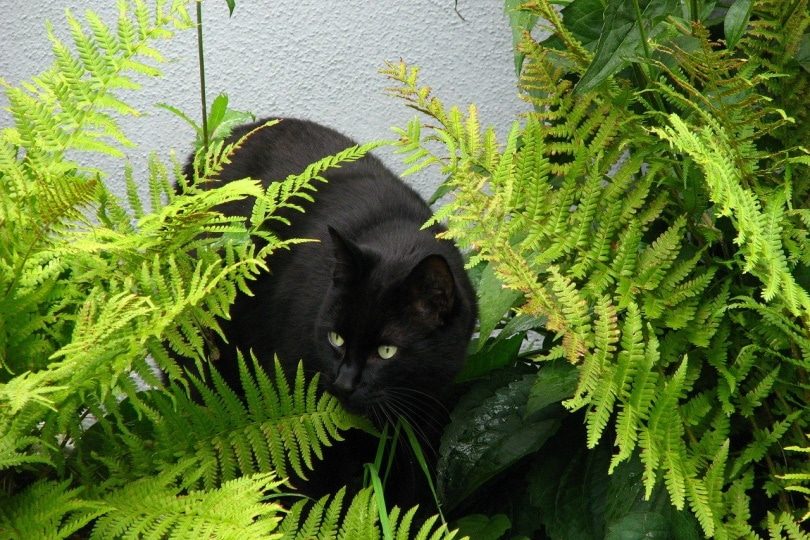 boston-fern-plants-that-are-cat-friendly