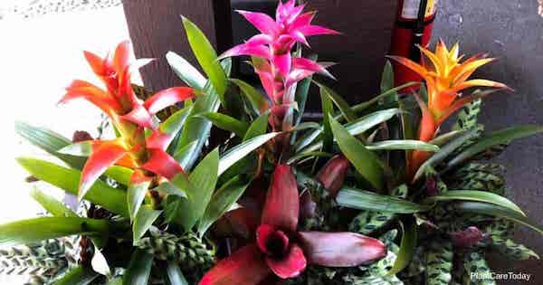 Bromeliad-plant-safe-for-cats