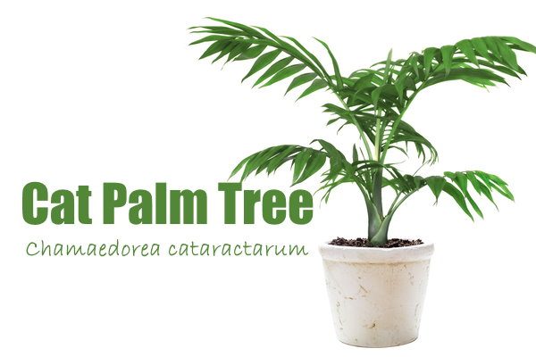 cat-palm-tree