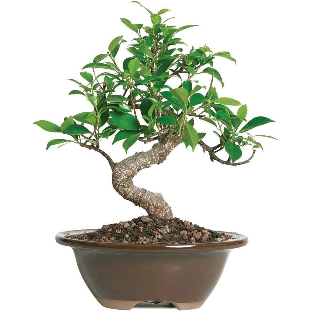 golden-gate-ficus-bonsai-1