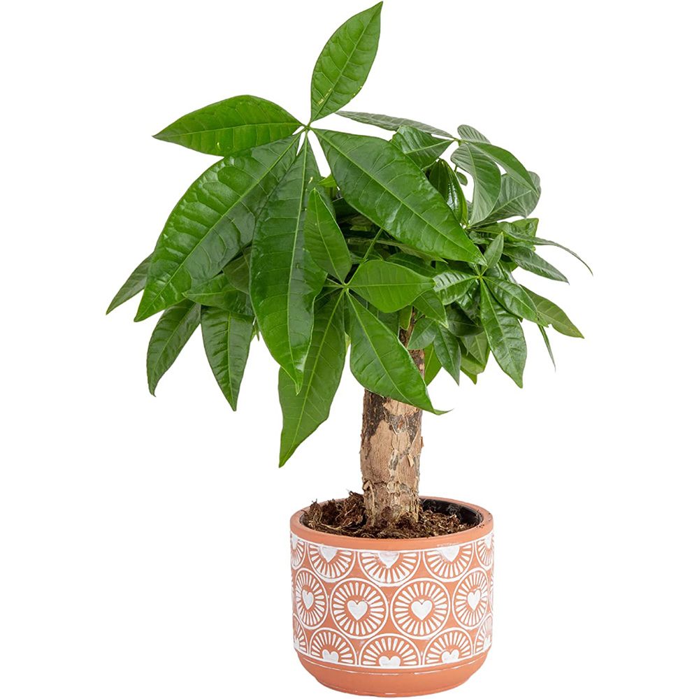 mini-money-tree-plant-bonsai 1