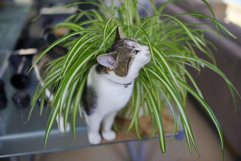 plants-that-are-cat-friendly