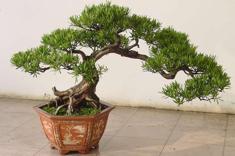 buddhist pine