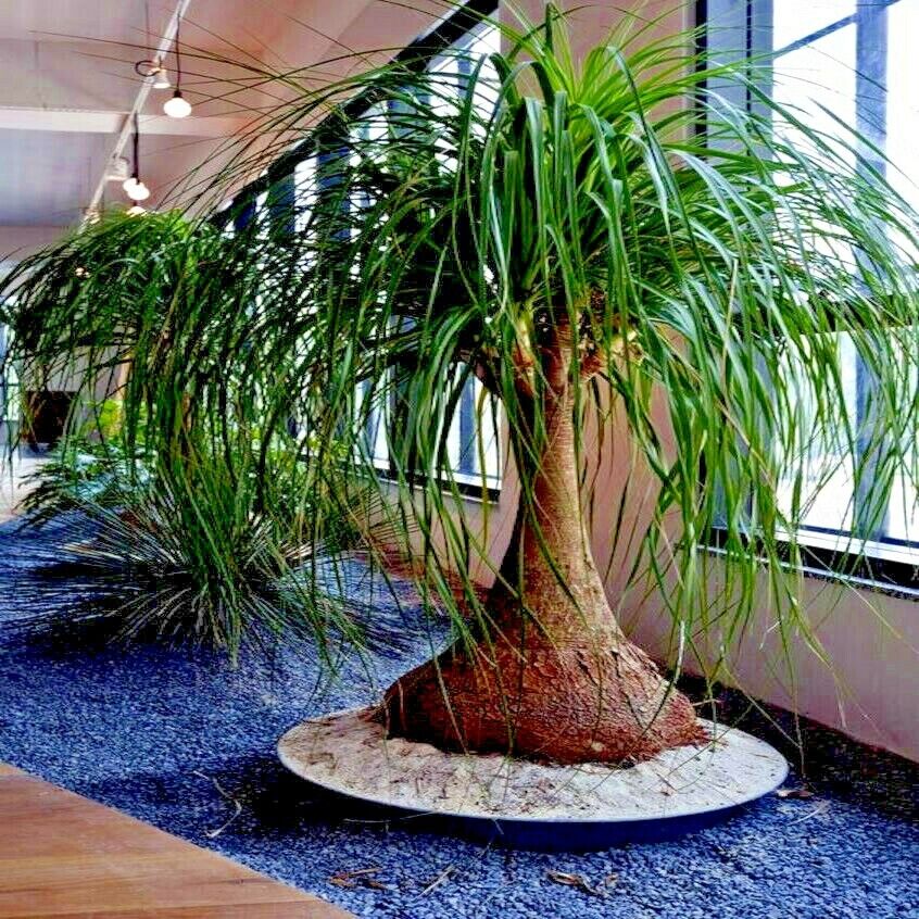ponytail-palm-tree