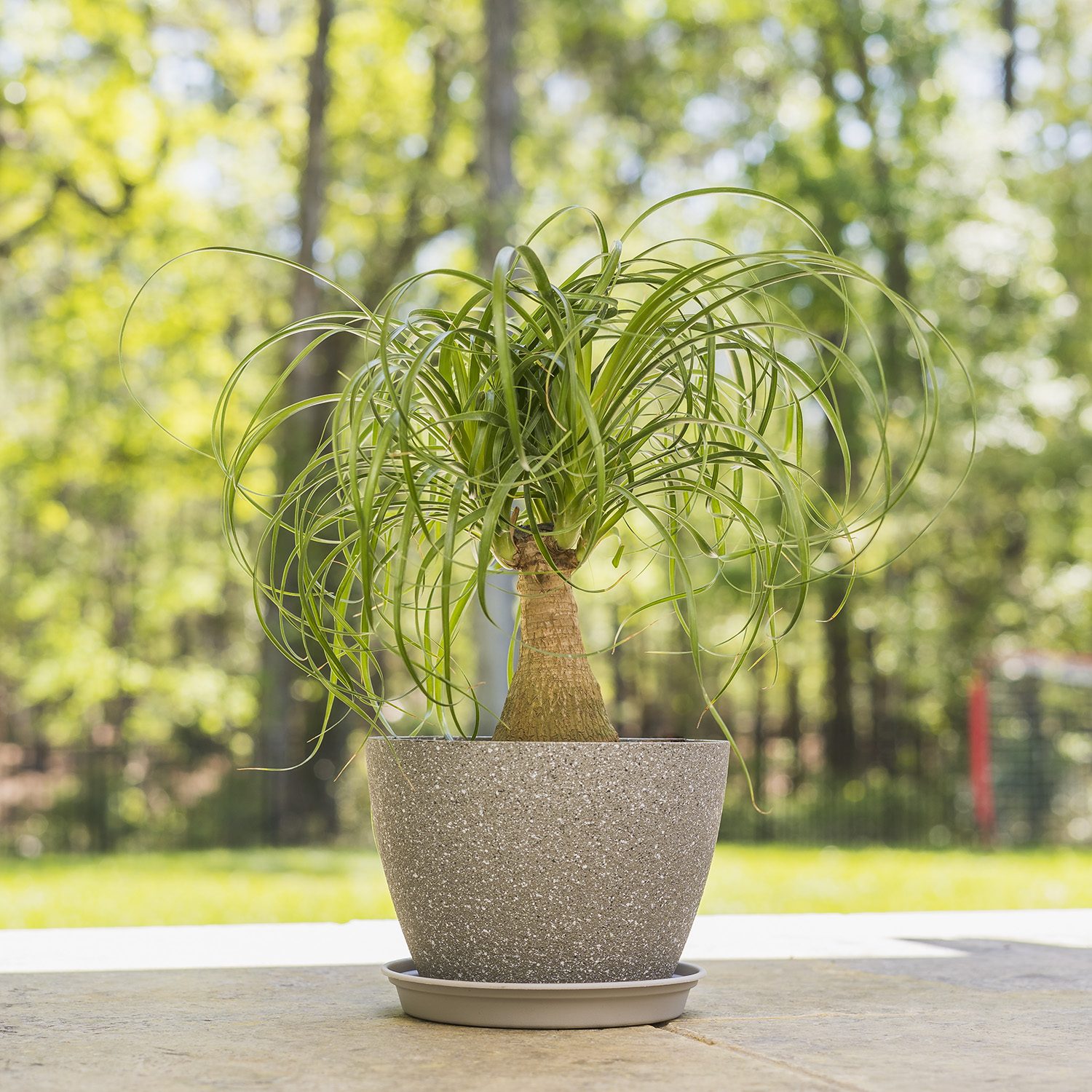 ponytail-palm-brown-tips
