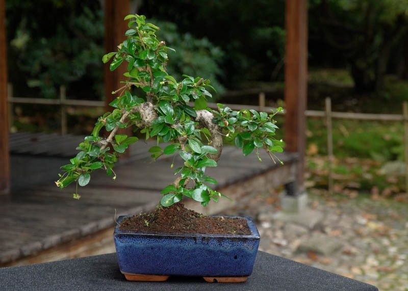 carmona-fukien-tea-bonsai-care