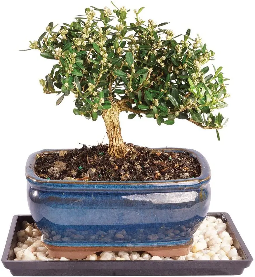 boxwood-bonsai-5-years-old